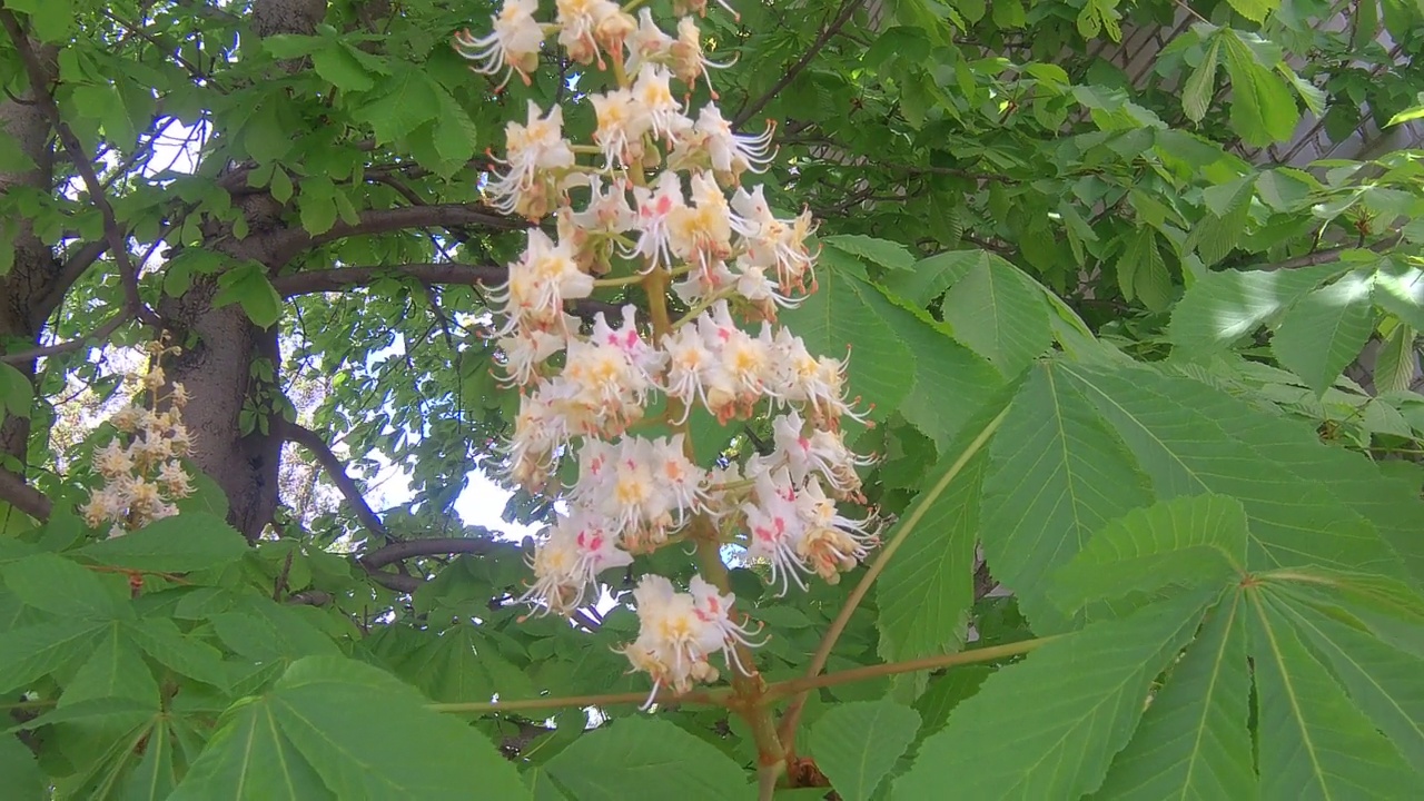 板栗花视频素材