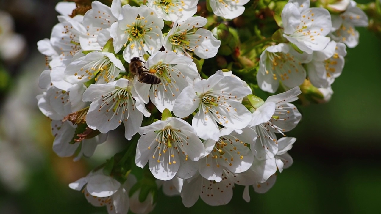 一只蜜蜂实时采集蜂蜜，并为一朵娇嫩的白色樱花授粉。视频素材