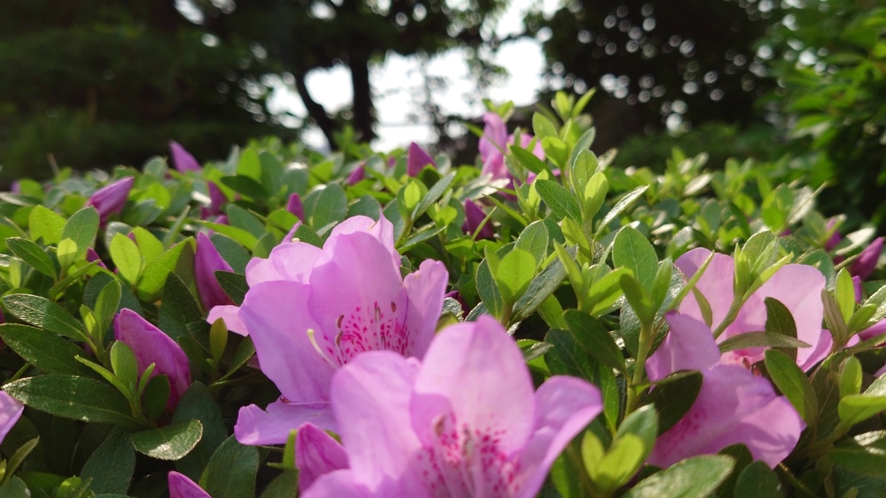 杜鹃花视频素材