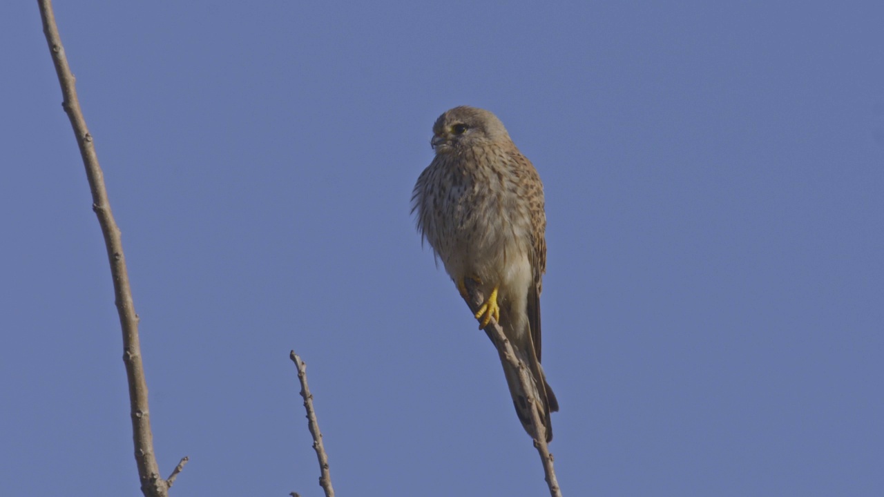 普通Kestrel (Falco tinnunculus)视频素材