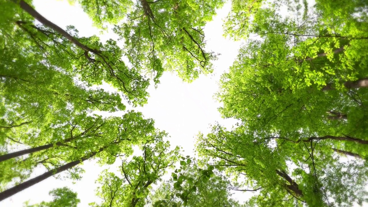 山毛榉树映衬着天空视频素材