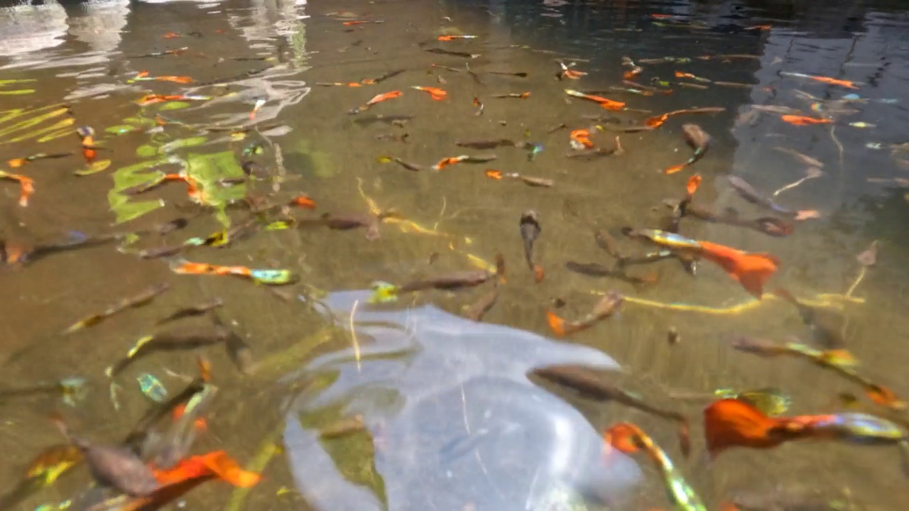 浅水浑浊的池塘用来容纳五颜六色的斗鱼视频素材