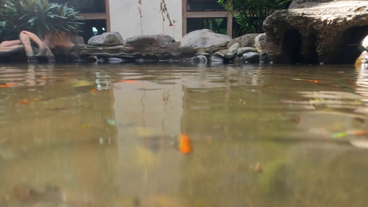 浅水浑浊的池塘用来容纳五颜六色的斗鱼视频素材