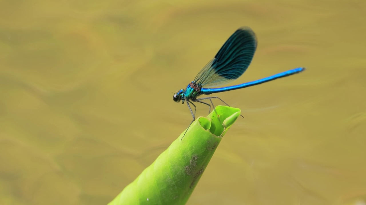 美丽的处女座凤仙鸟(Calopteryx virgo)是一种欧洲豆娘，属于凤仙鸟科。它经常在水流湍急的水域被发现，那里是它最自在的地方。视频素材