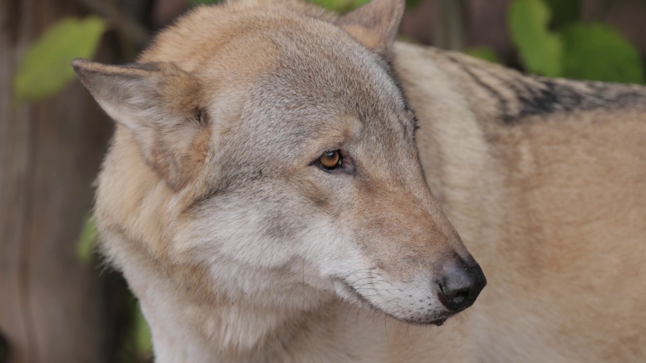 狼(Canis lupus)，也被称为灰狼，是现存的最大的犬科成员。狼是犬类中最大的野生成员。视频素材