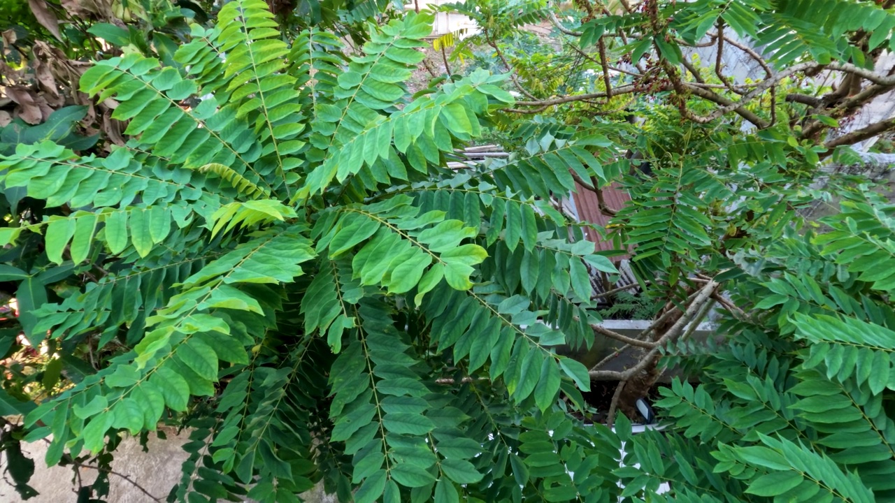 那棵杨桃长着薄绿的叶子，褐色的茎在风中摇曳视频素材