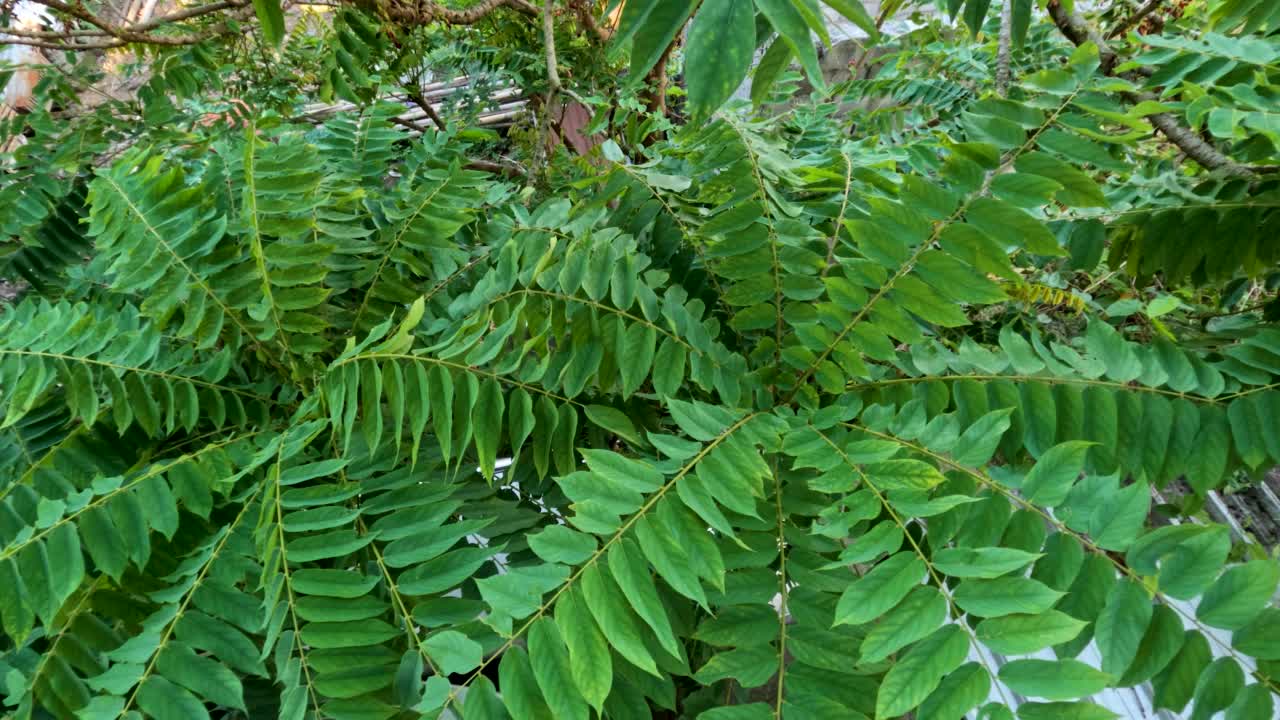 那棵杨桃长着薄绿的叶子，褐色的茎在风中摇曳视频素材