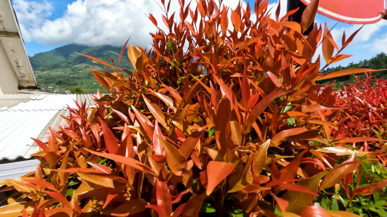 冬青属植物，有红色的叶芽，绿色的老叶视频素材