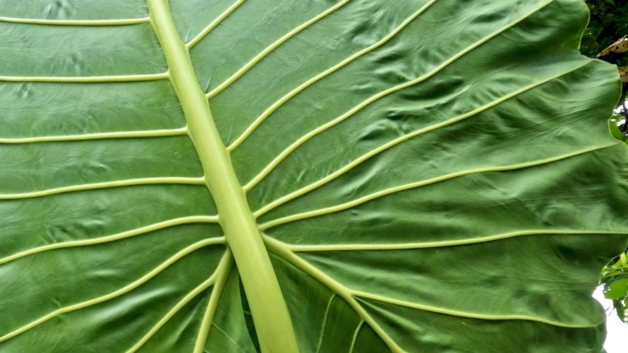 芋头宽大的叶子是绿色的，有一个叶框来支撑薄薄的叶子视频素材