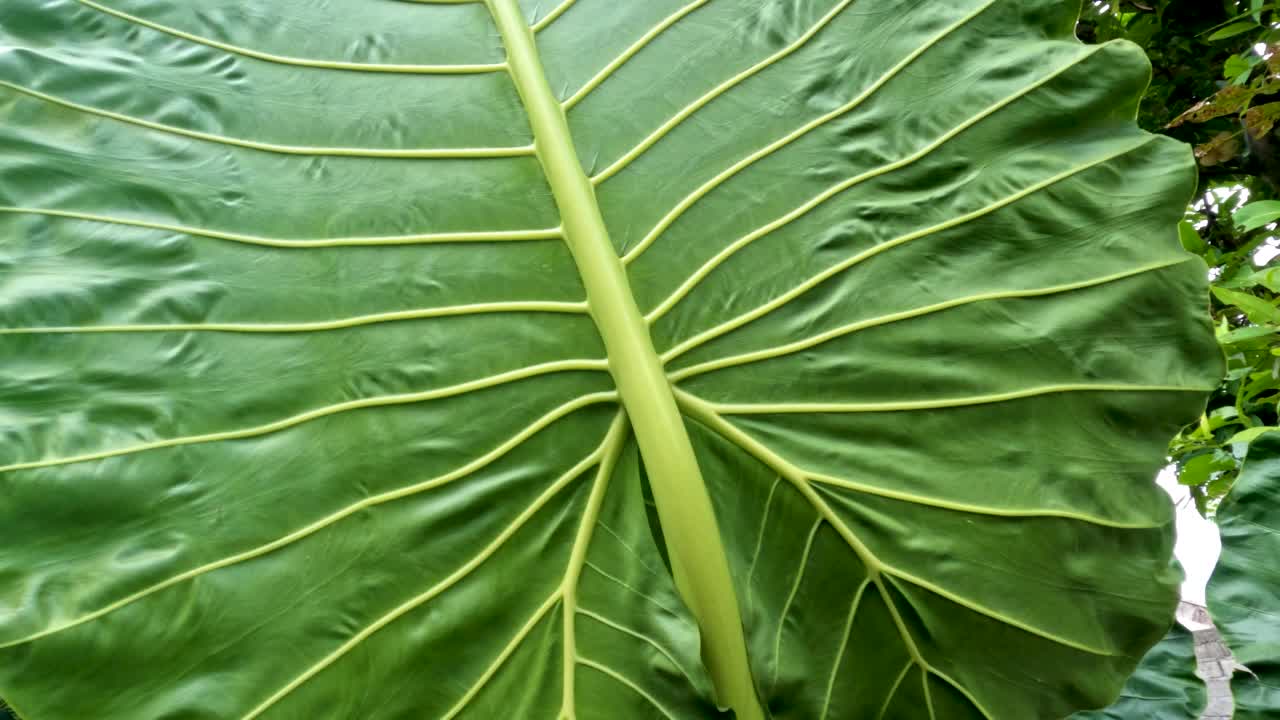 芋头宽大的叶子是绿色的，有一个叶框来支撑薄薄的叶子视频素材