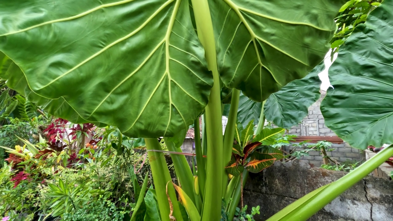 芋头宽大的叶子是绿色的，有一个叶框来支撑薄薄的叶子视频素材