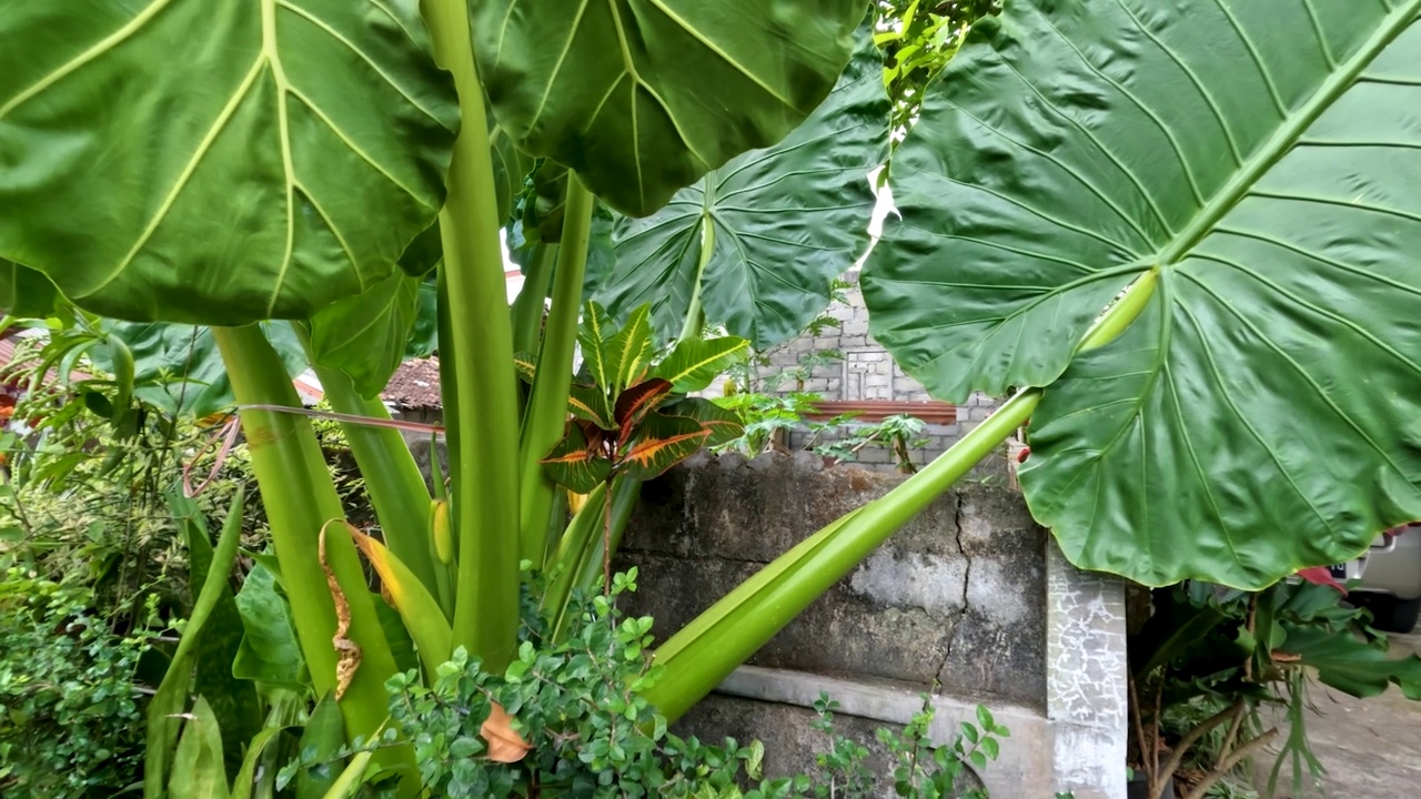 芋头宽大的叶子是绿色的，有一个叶框来支撑薄薄的叶子视频素材