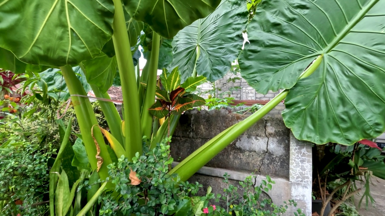 芋头宽大的叶子是绿色的，有一个叶框来支撑薄薄的叶子视频素材