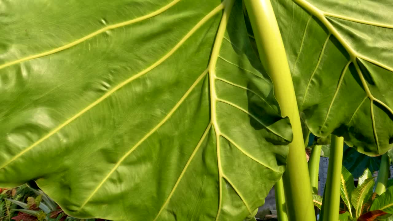 芋头宽大的叶子是绿色的，有一个叶框来支撑薄薄的叶子视频素材