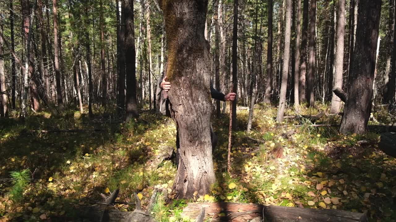 一个阳光明媚的秋日，背着背包的男性旅行者在野外的森林里走着。一个活跃的生活方式。缓慢的运动。视频素材