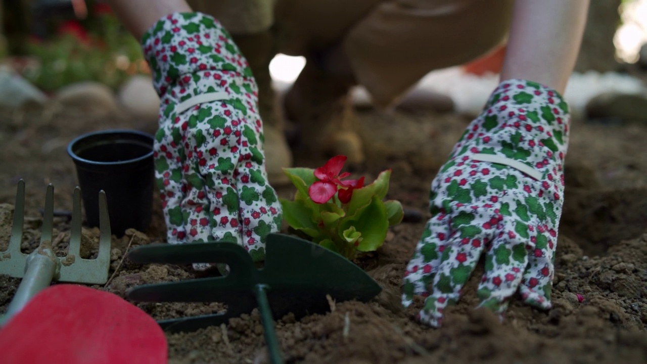 年轻的成年女性植物学家在后院花园种花视频素材