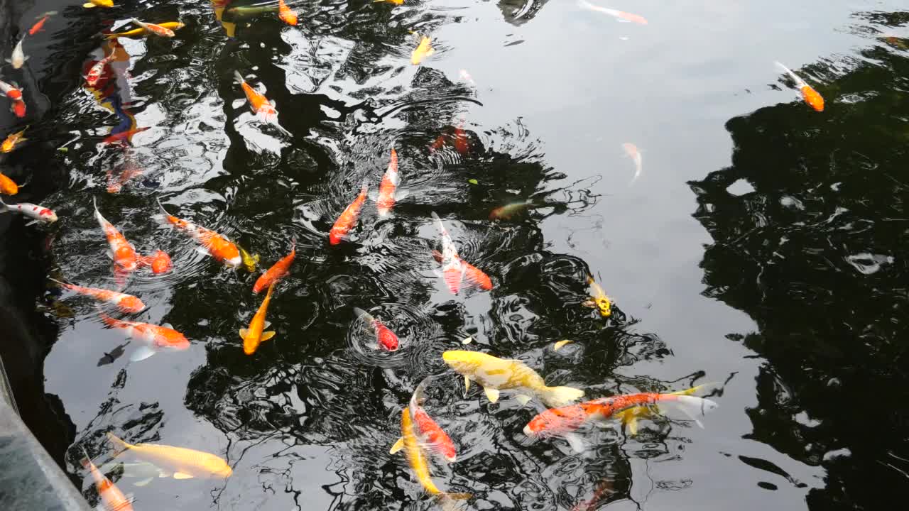 锦鲤在池塘里游泳。宠物爱视频下载