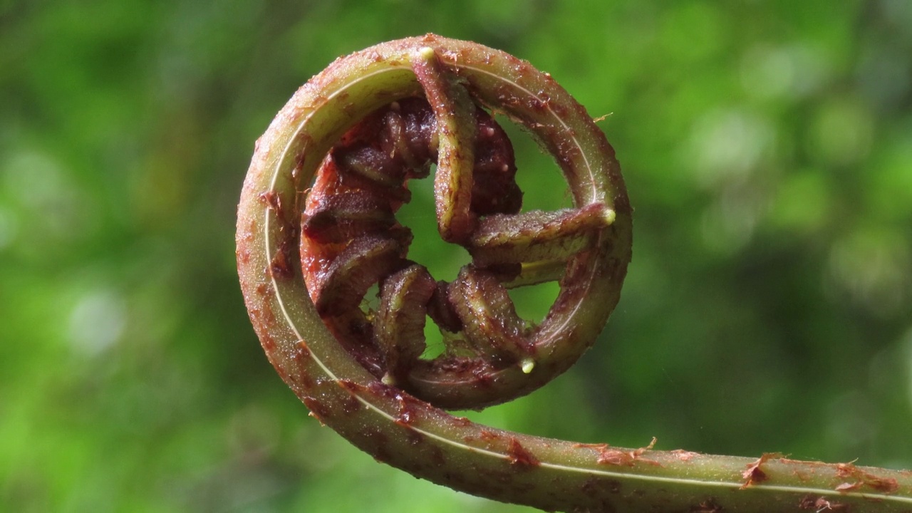 蕨类植物叶片视频素材