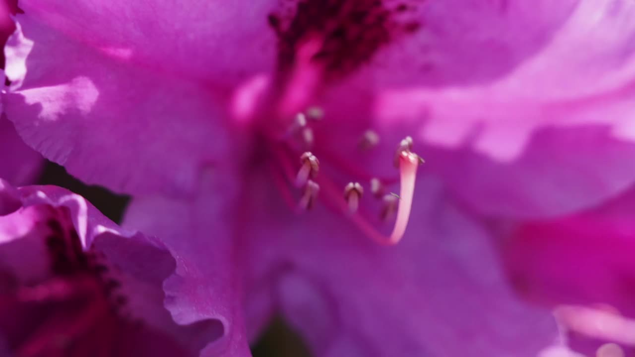 粉红色的杜鹃花特写。杜鹃花。视频素材