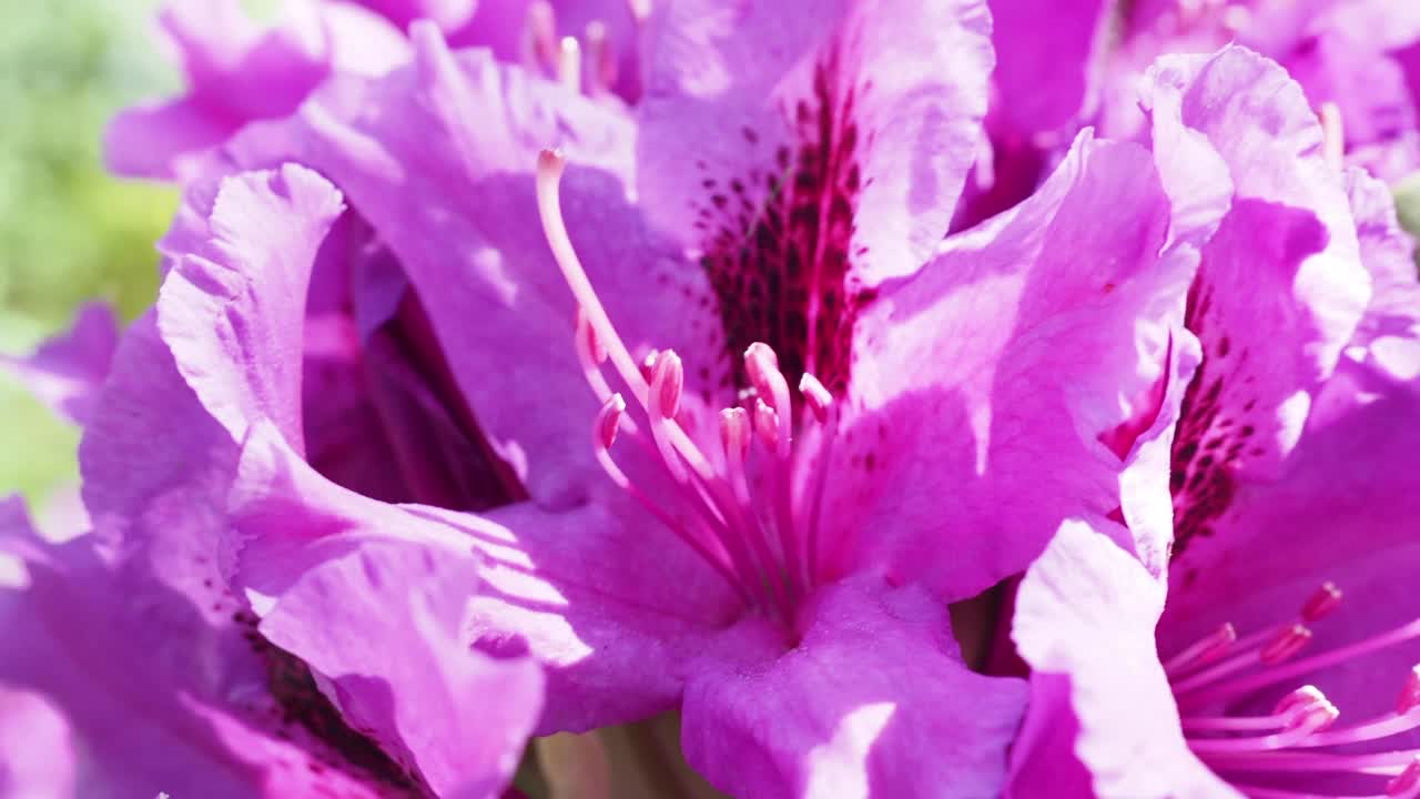 粉红色的杜鹃花特写。杜鹃花。视频素材