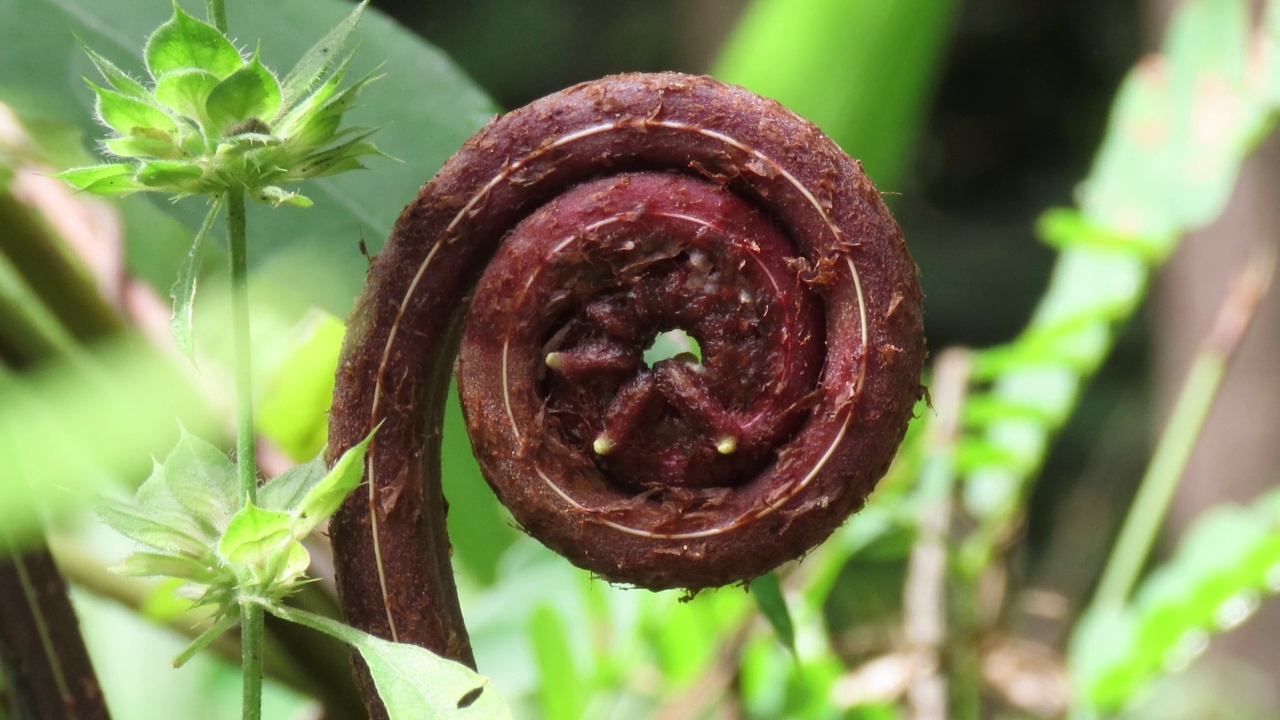 蕨类植物叶片视频素材