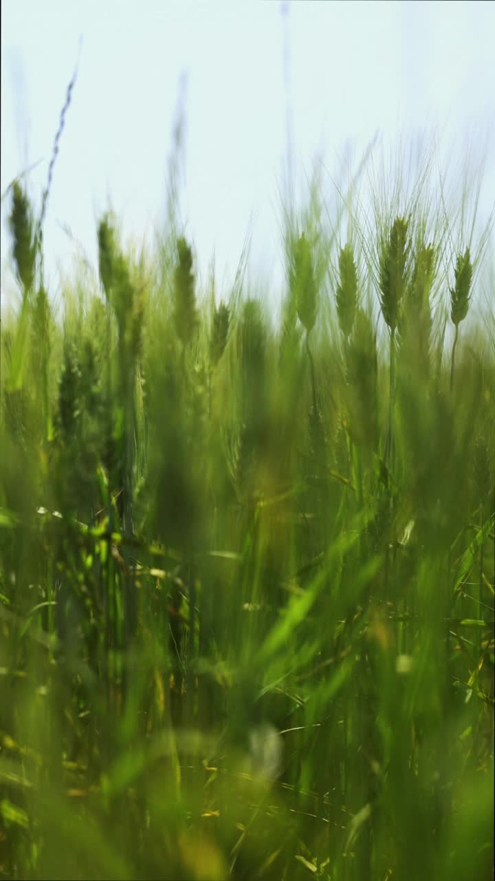 麦粒田在夏天阳光明媚的日子视频素材