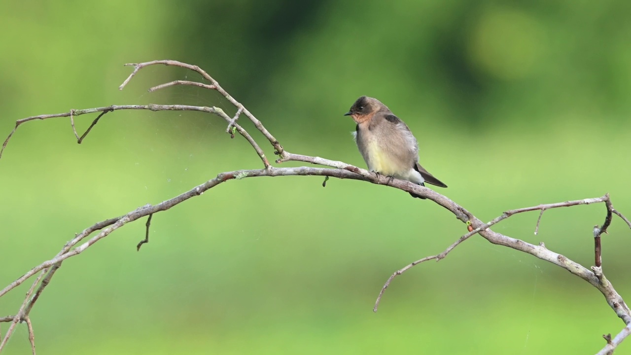 南糙翼燕(Stelgidopteryx ruficollis)栖息在湖上的干燥树枝上。视频素材