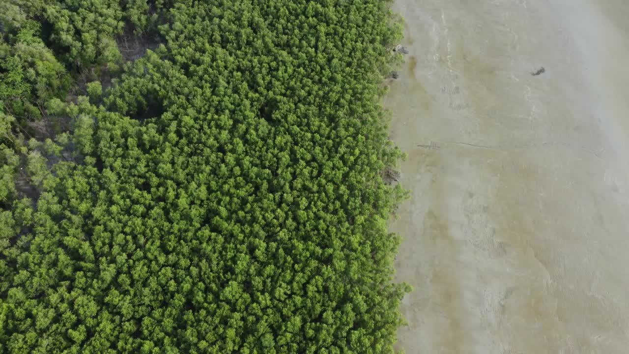 从空中俯视海岸附近的红树林视频素材