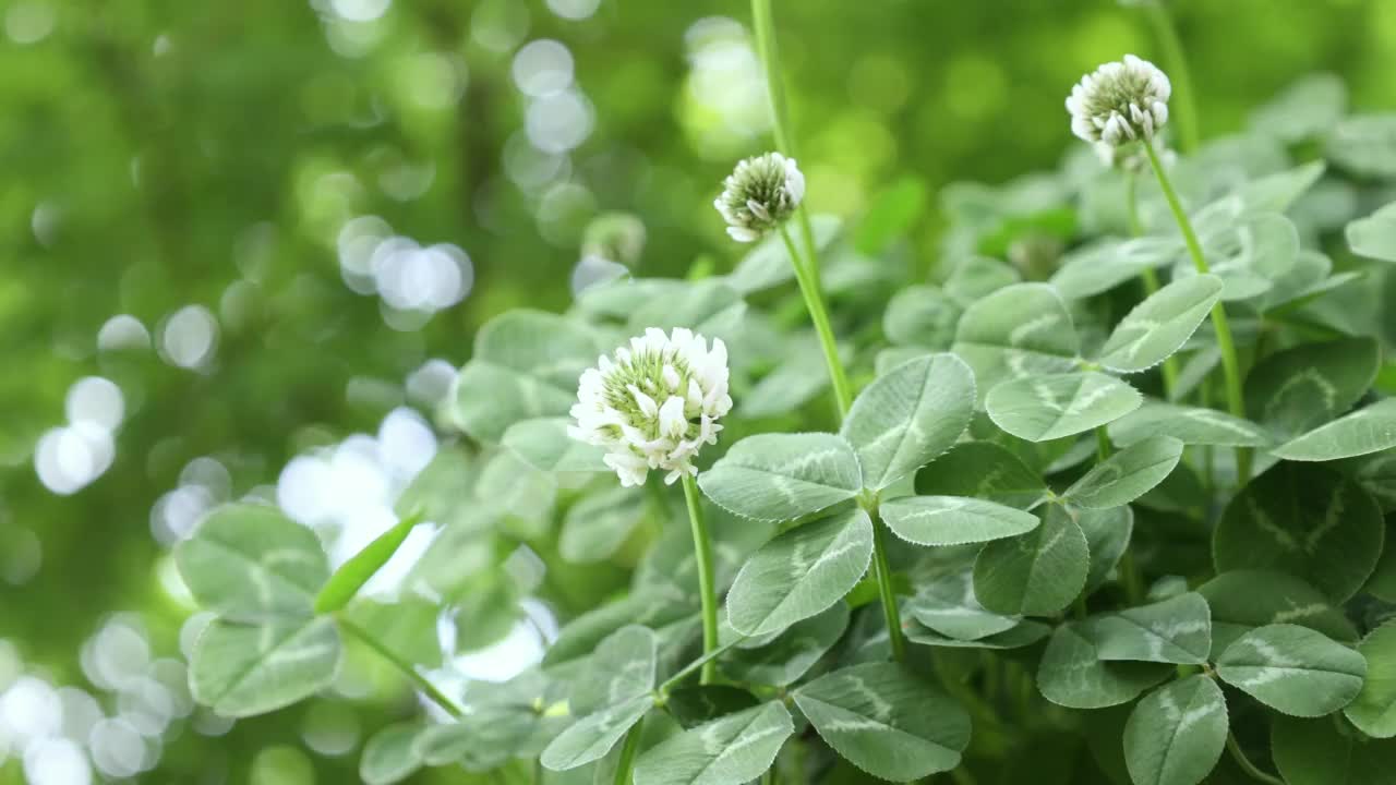 四叶草在风中摇曳视频素材