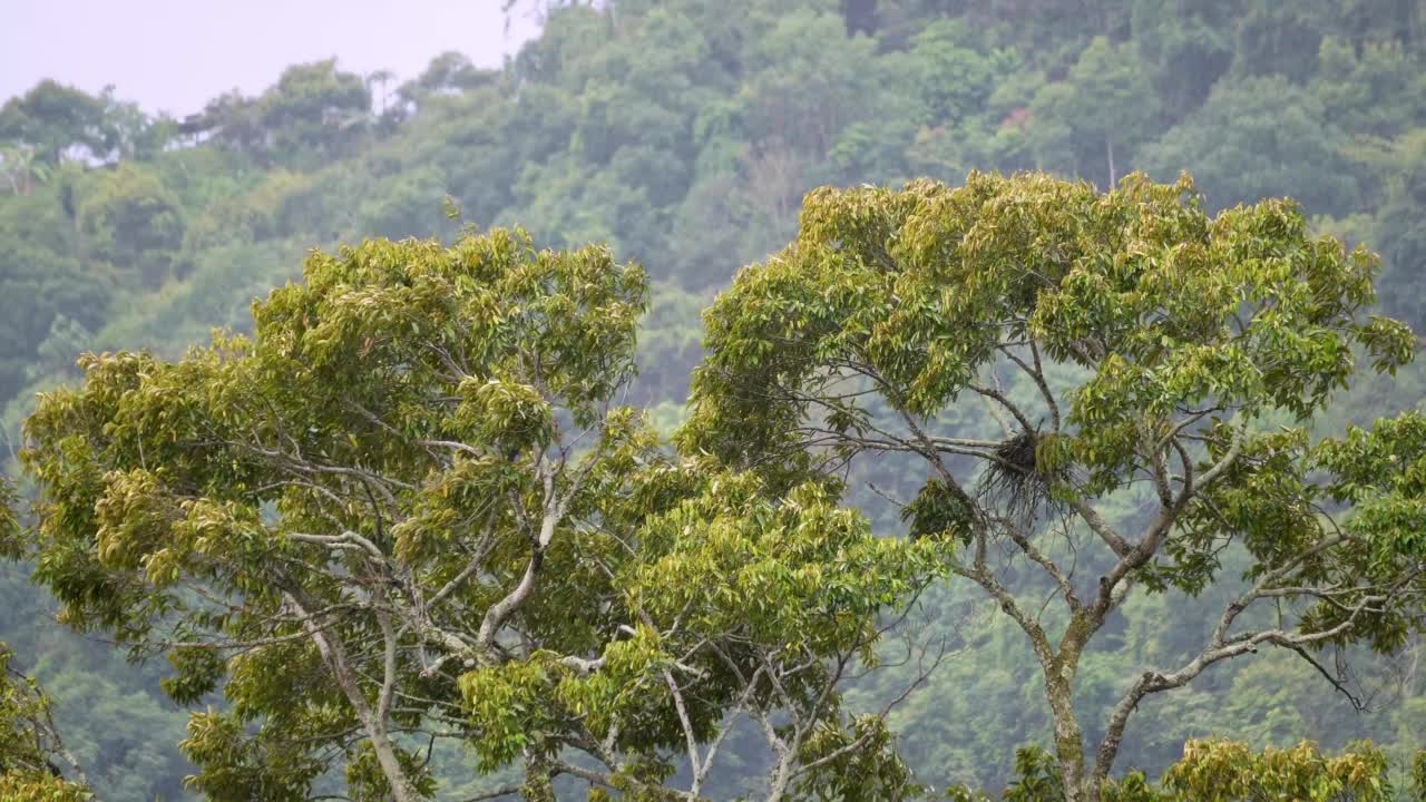 近距离观察雨中的榴莲树视频素材