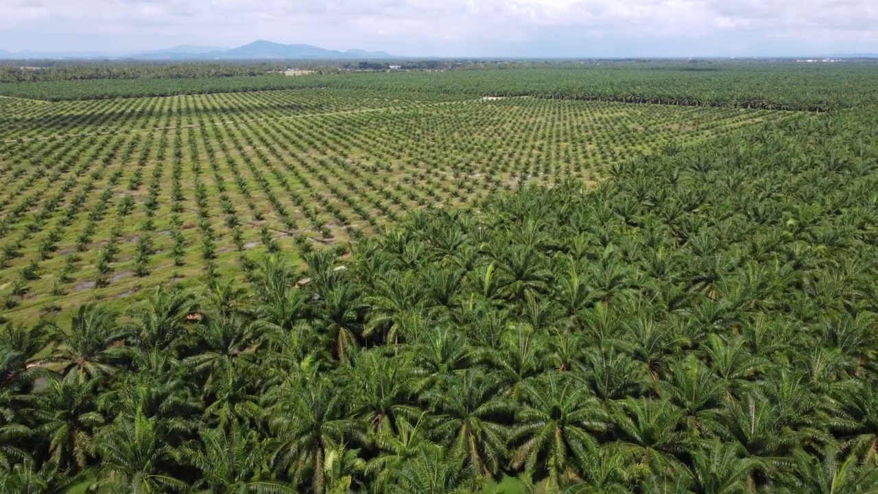 电影移动超过重新种植油棕榈视频素材