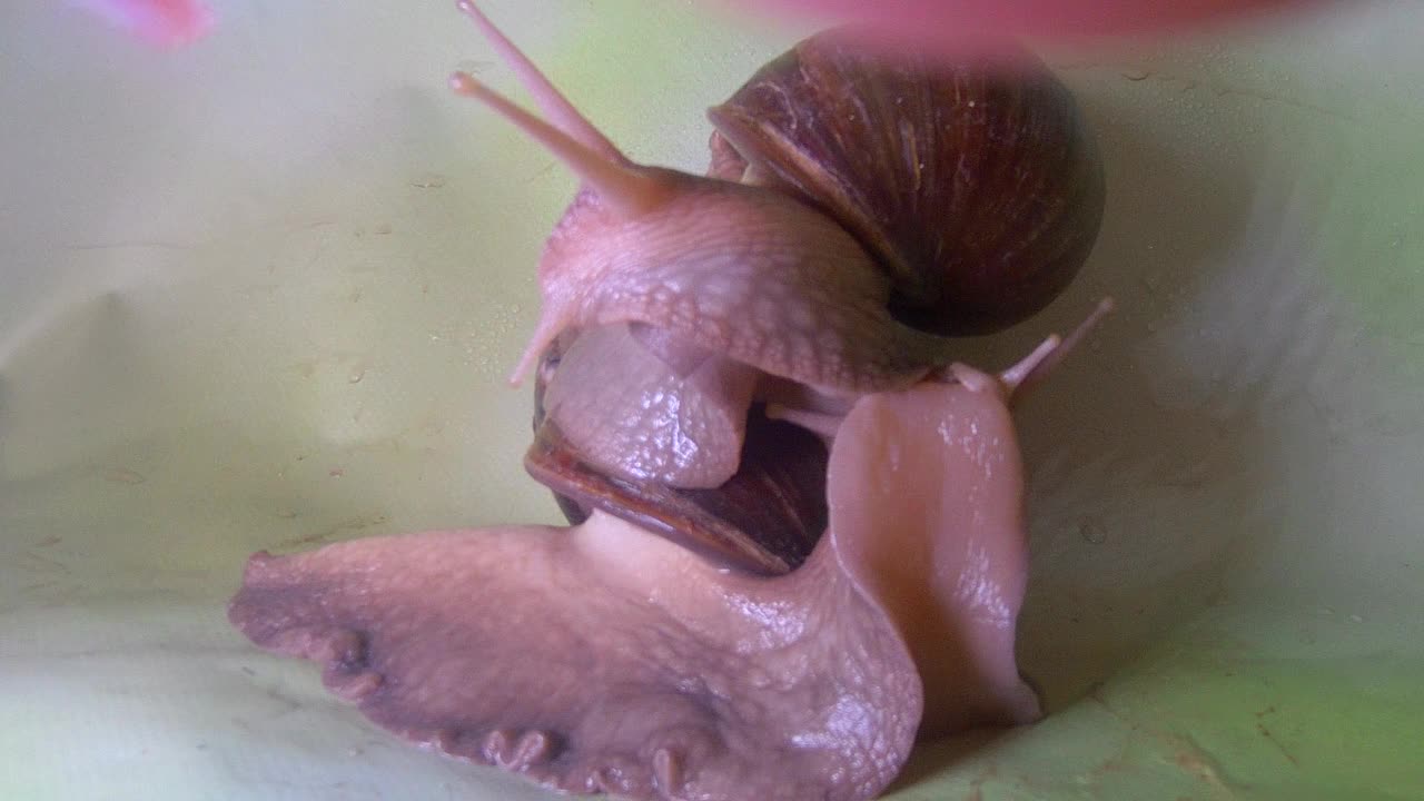 非洲蜗牛视频素材