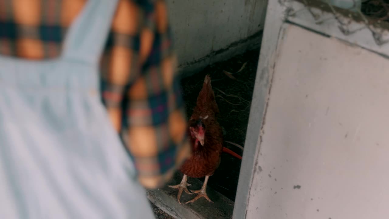 在农场用动物性食品喂鸡的儿童。视频素材