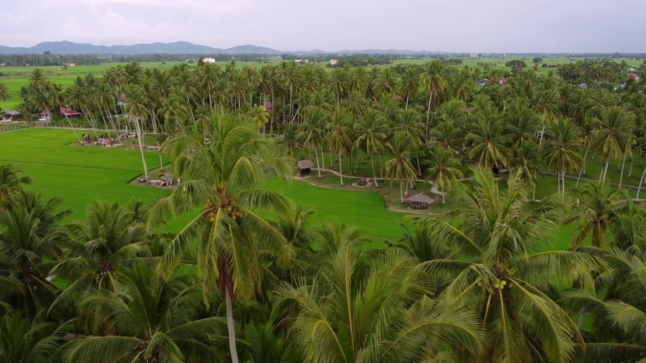 鸟瞰椰子农业主题公园视频素材