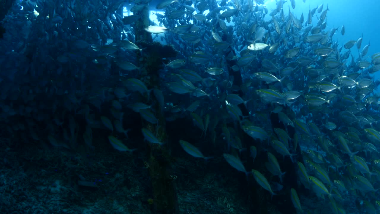 鱼在码头的阳光下闪闪发光，水下的热带珊瑚鱼群视频素材