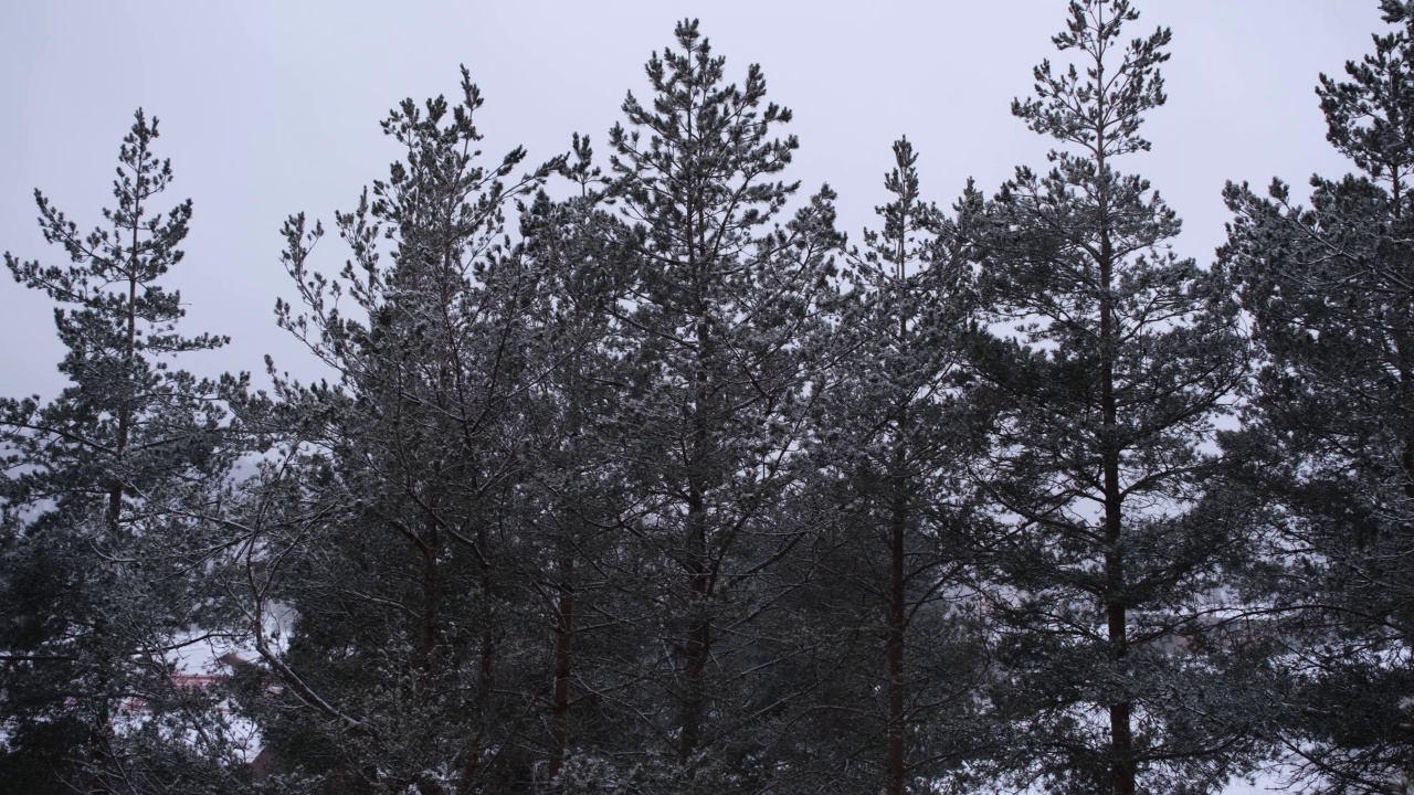 冬天的背景。白雪覆盖了松枝。白雪皑皑，绿松枝头视频素材