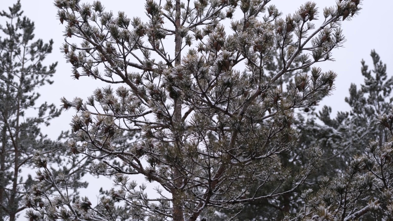 冬天的背景。白雪覆盖了松枝。白雪皑皑，绿松枝头视频素材