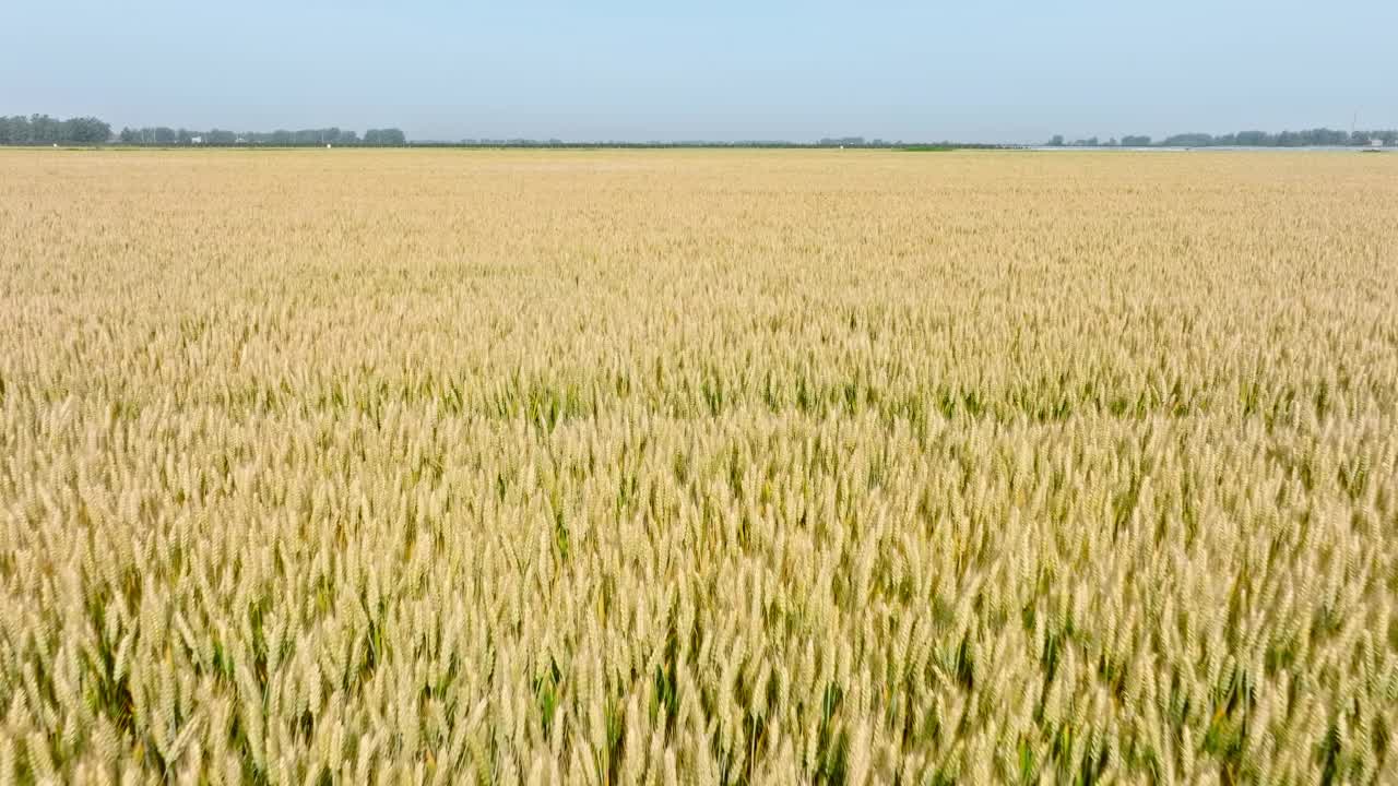 夏天成熟的麦田自然风光航拍视频素材