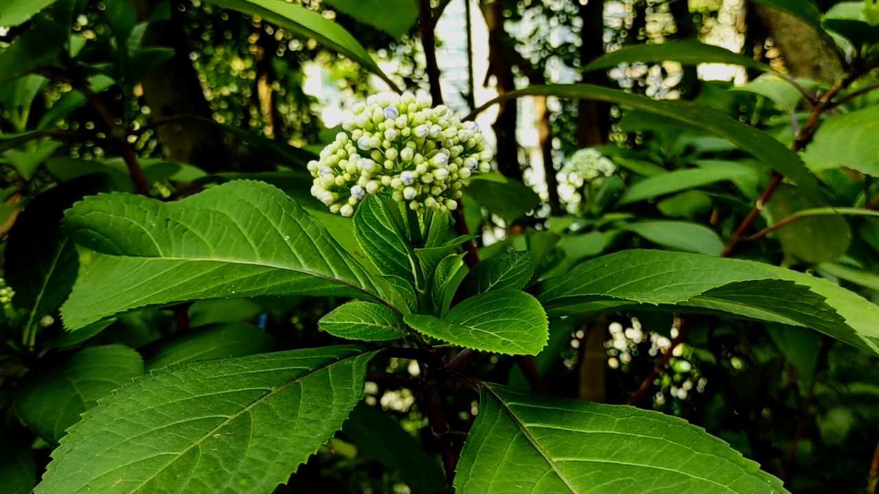 绣球花是绣球科有花植物的一个属，共有12种视频素材