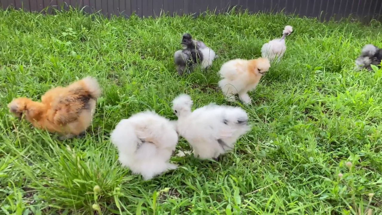 不同颜色的丝鸡走在绿色的草坪上。慢动作视频视频素材