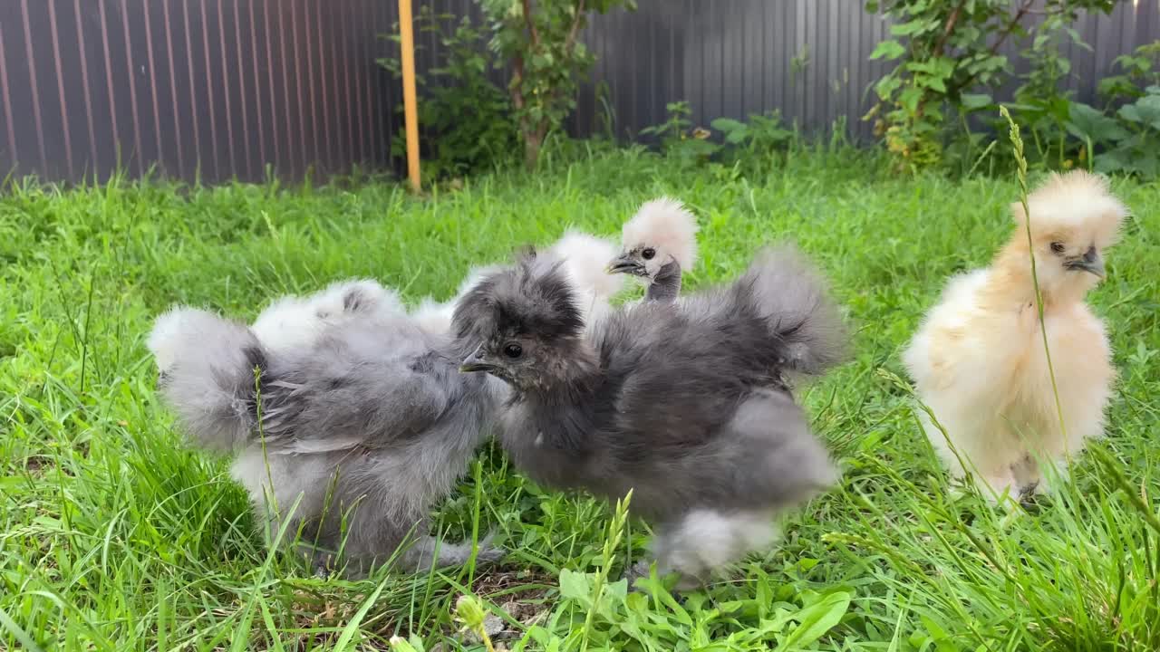 不同颜色的丝鸡走在绿色的草坪上。慢动作视频视频素材