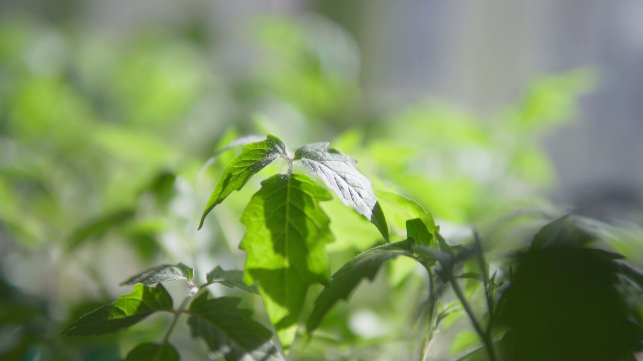 在温室或室内种植番茄幼苗。园艺和农业文化。特写镜头。有选择性的重点视频素材