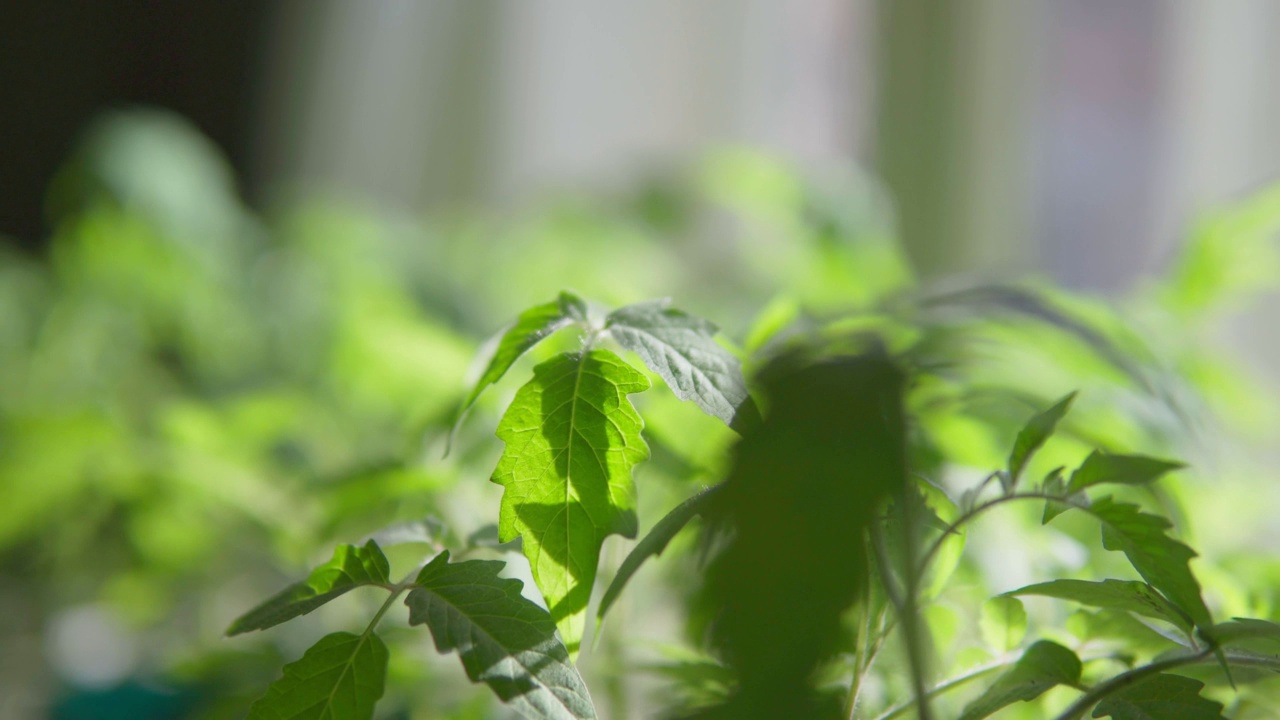 番茄幼苗叶片特写，选择性聚焦。有机农业和春季园艺的概念。特写镜头。视频素材