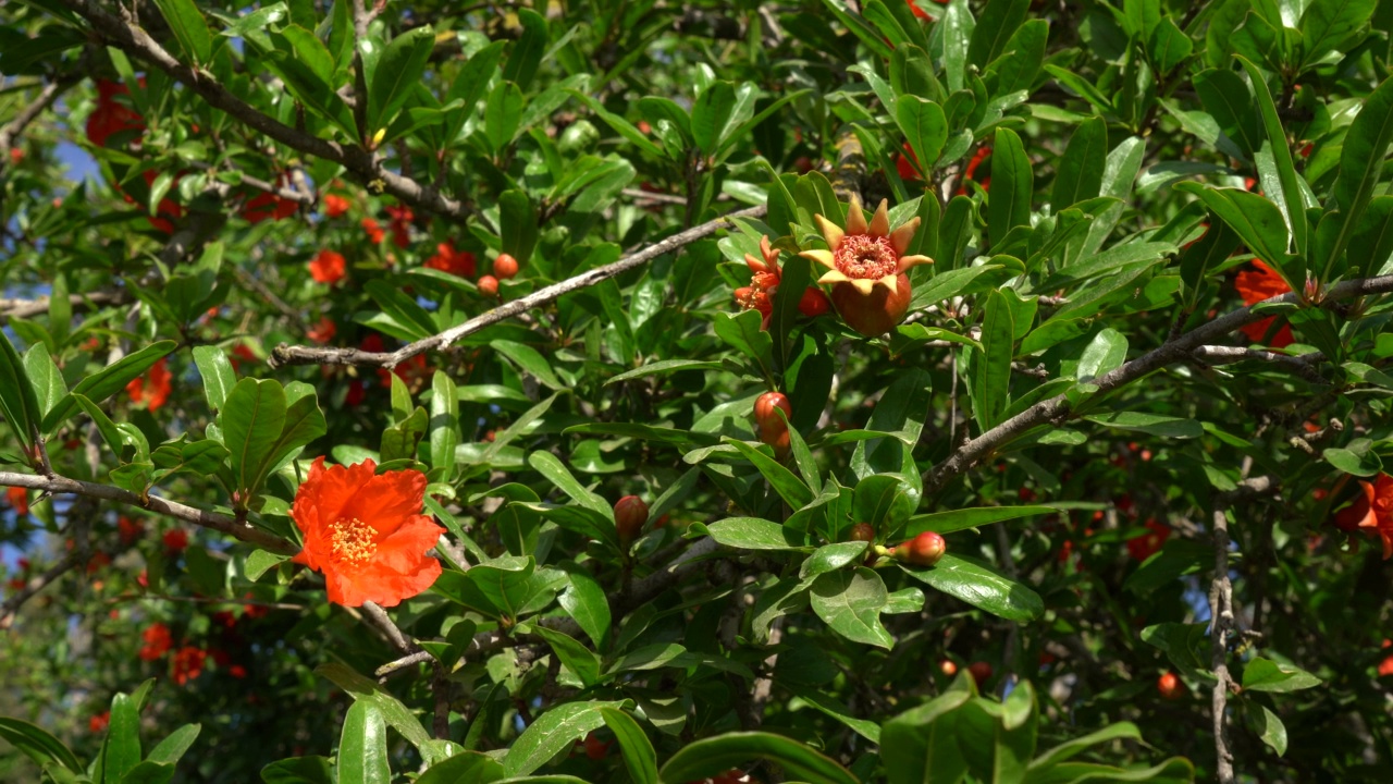 石榴树在橙花视频素材