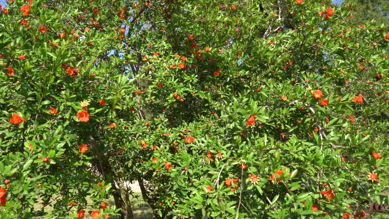 石榴树在橙花视频素材