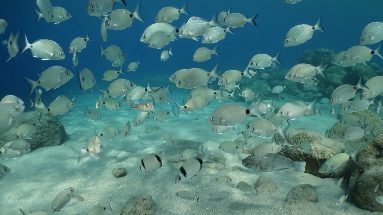 水下鱼风景从地中海鲷海洋风景水下景观背景视频素材