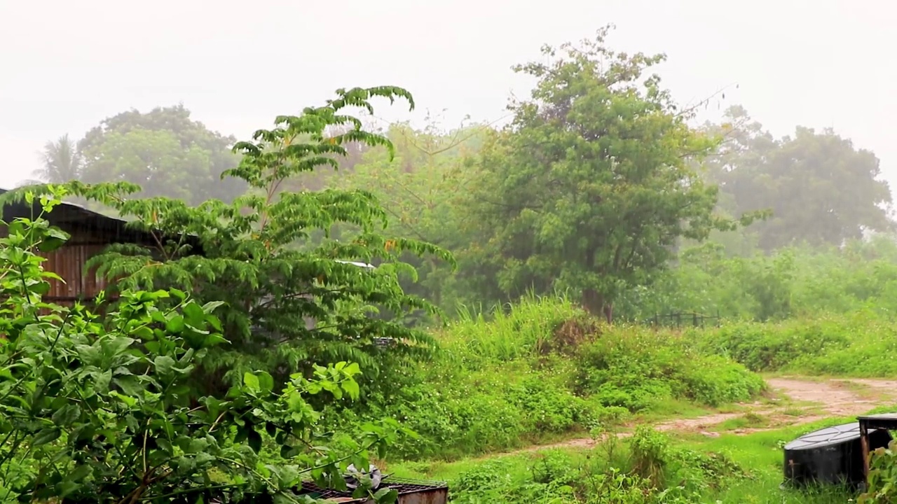 极端季风雨绿色热带自然雨林苏梅岛泰国。视频素材