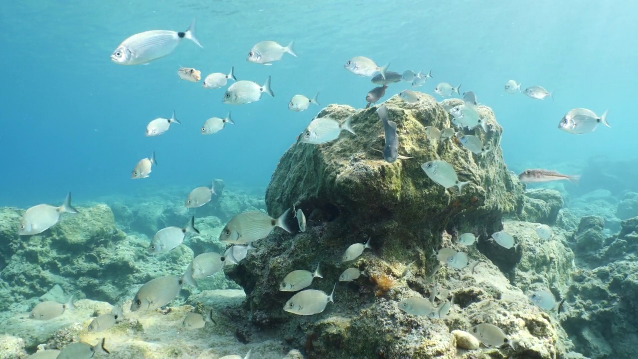 水下鱼风景从地中海鲷海洋风景水下景观背景视频素材