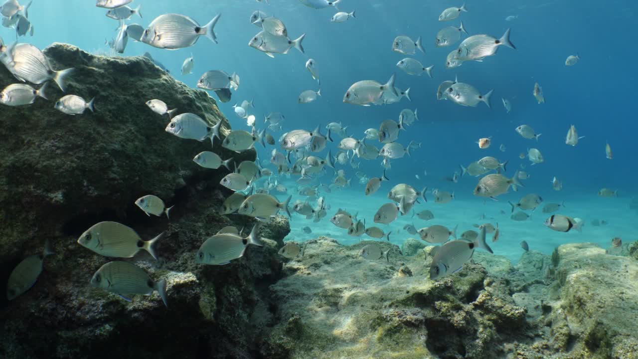 水下鱼风景从地中海鲷海洋风景水下景观背景视频素材