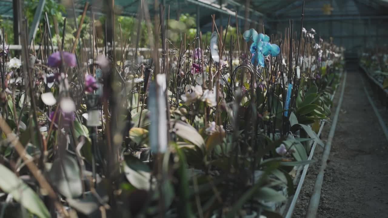 在温室农业中，植物在春天的时间流逝，花卉和绿色视频素材